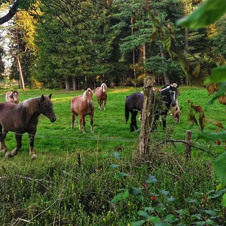 Freedom House Dolina (Klodzko)