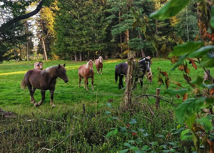 Freedom House Dolina (Klodzko)